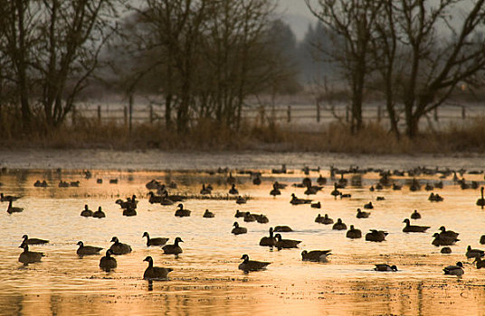黑额黑雁,加拿大雁,湿地,国家野生动植物保护区,俄勒冈,美国