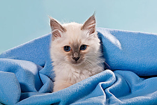 小猫,神圣,缅甸猫,包着,毯子