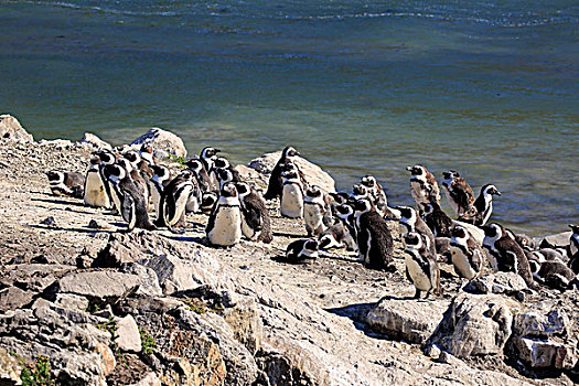 非洲企鹅,黑脚企鹅,生物群,石头,湾,西海角,南非,非洲