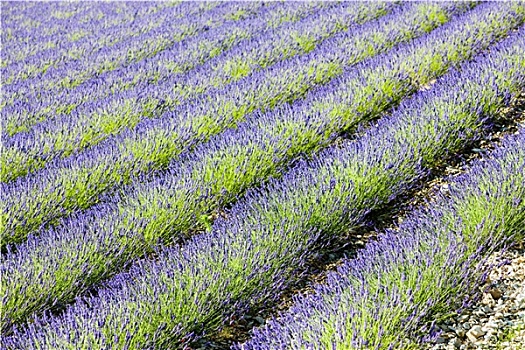 薰衣草种植区,隆河阿尔卑斯山省,法国