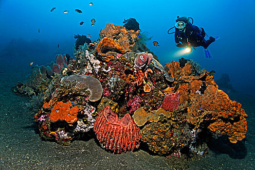 珊瑚,跳水,不同,海绵,翎毛,星,迷你,礁石,珊瑚礁,桑迪,地面,巴厘岛,岛屿,小巽他群岛,海洋,印度尼西亚,印度洋