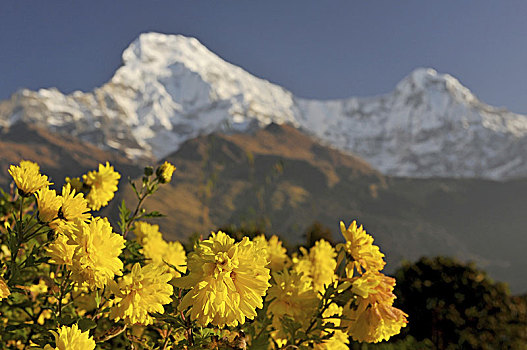 尼泊尔,安纳普尔纳峰,保护区,南,风景,喜马拉雅山