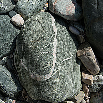 特写,石头,野外,小湾,格罗莫讷国家公园,纽芬兰,拉布拉多犬,加拿大