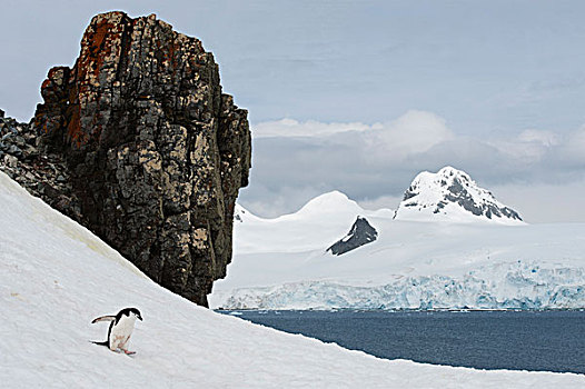 帽带企鹅,南极企鹅,滑动,积雪,山坡,半月,岛屿,南设得兰群岛,南极