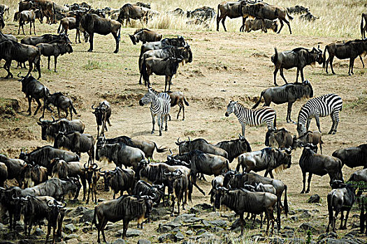 肯尼亚,马赛马拉国家保护区,斑马,角马,就绪,迁徙