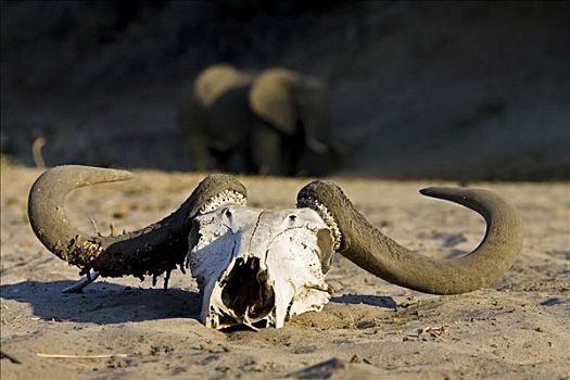 头骨,非洲水牛,南非水牛,正面,大象,河床,河,博茨瓦纳,非洲