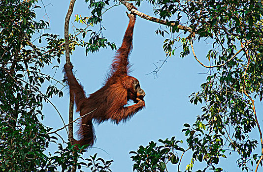 猩猩,檀中埠廷国立公园,中心,加里曼丹,婆罗洲,印度尼西亚,亚洲