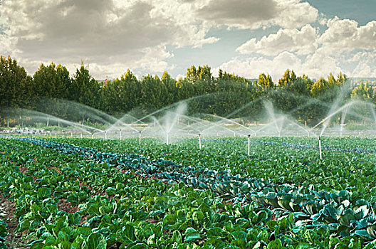 灌溉,菜园