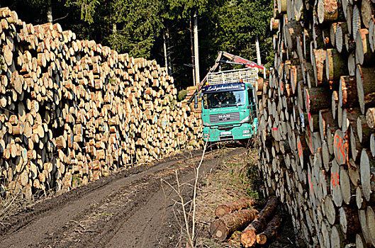 巴伐利亚,林业,收集,切削,云杉,原木,靠近,德国,欧洲