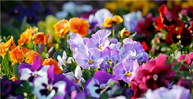 彩色,紫罗兰,花