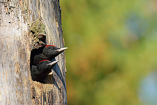 两个,黑色,啄木鸟,雏鸟,向外看,巢穴,国家公园,波兰,欧洲