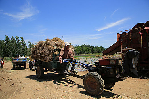 小麦陆续成熟,村民抢收小麦确保颗粒归仓
