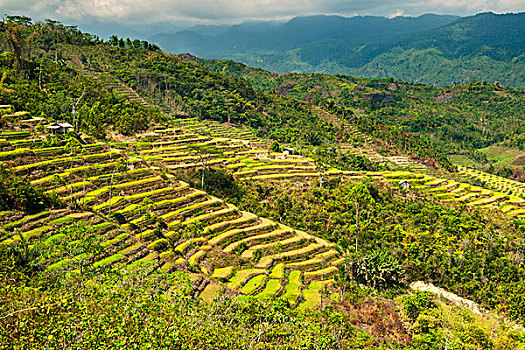 阶梯状,稻田,靠近,城镇,岛屿,印度尼西亚