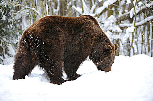 褐色,熊,寻找,食物,雪
