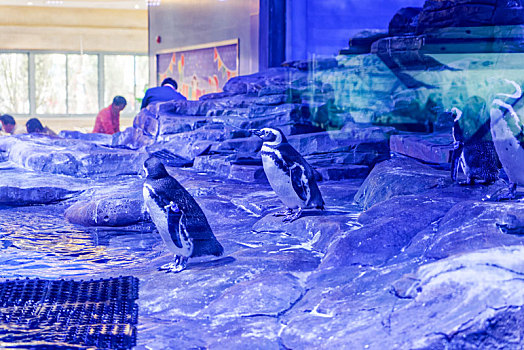 上海海昌海洋公园企鹅馆