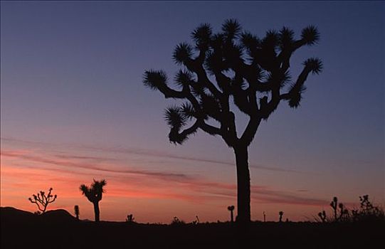 约书亚树,黄昏,莫哈维沙漠,约书亚树国家公园,加利福尼亚,美国,短叶丝兰