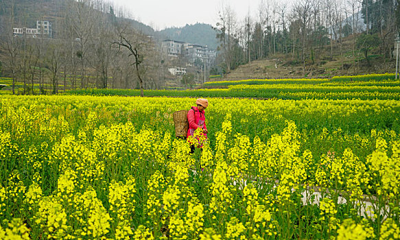 重庆酉阳,油菜花开春色美