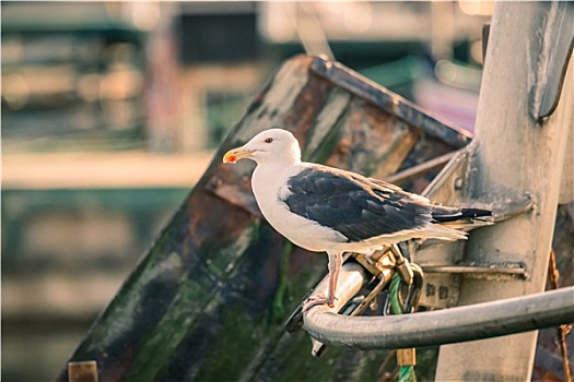 海鸥,船