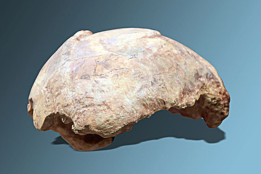 人头骨化石