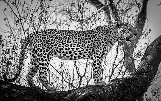豹,雄性,树上,单色调,莫雷米禁猎区,博茨瓦纳,非洲
