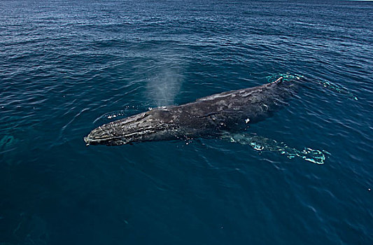 驼背鲸,大翅鲸属,鲸鱼,平面,下加利福尼亚州,墨西哥