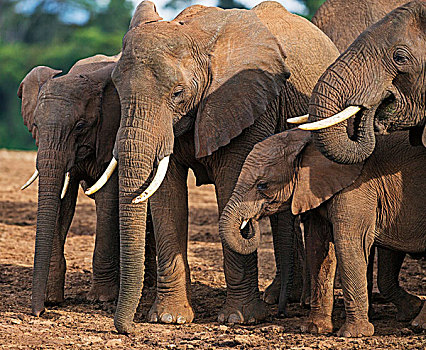 肯尼亚,牧群,非洲象