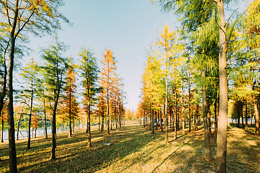 广州大观园湿地公园秋天黄色树林