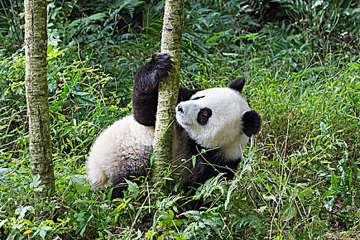 大熊猫,两岁,中国,研究中心,成都,四川,亚洲