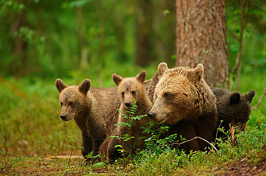 棕熊,女性,幼兽,芬兰,欧洲