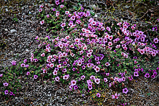 苔藓,斯瓦尔巴特群岛,挪威,欧洲