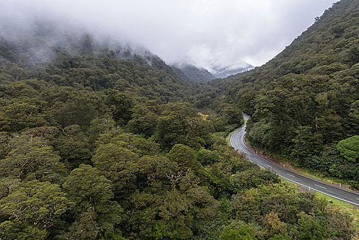 道路,雨林,峡湾国家公园,米尔福德峡湾,公路,南部地区,新西兰,大洋洲