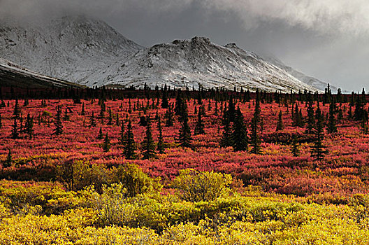 秋天,针叶林带,德纳里峰国家公园,阿拉斯加,美国