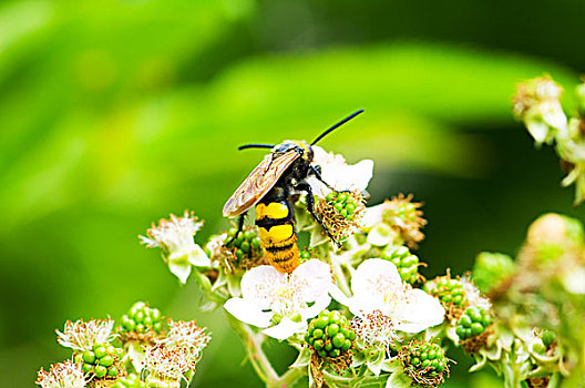蜜蜂,坐,花,鲜明,夏天