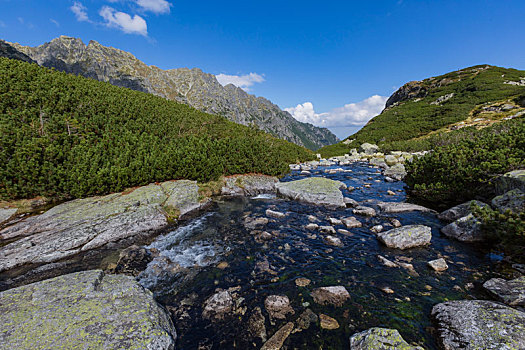 河流,山谷,国家公园,高塔特拉,喀尔巴阡山脉地区,自然保护区,波兰