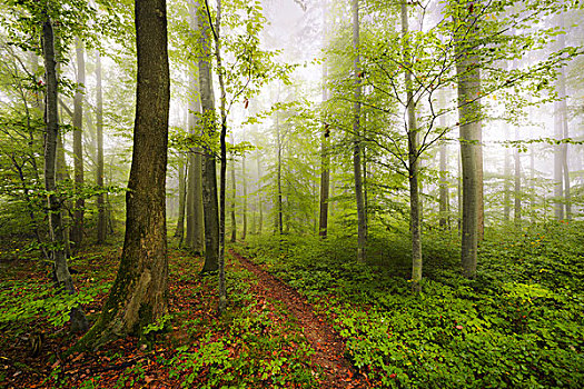 德国,巴伐利亚,树林,雾,苔藓,奥格斯堡,西部,木头,自然公园,绿色,树,道路,暗色,阴郁,叶子,风景,全景,对比