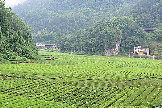 茶园茶叶风景风光