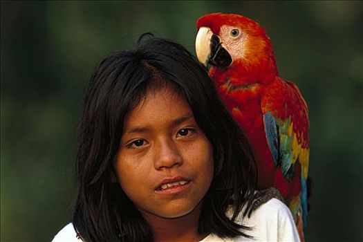 绯红金刚鹦鹉,肩上,亚马逊河,秘鲁