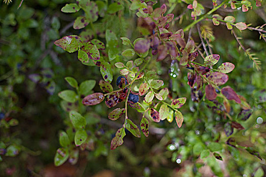 特写,蓝莓,植物,花园