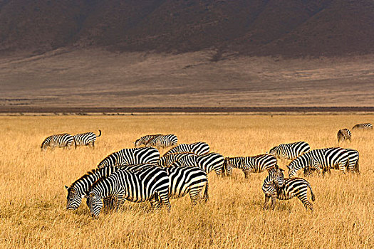 斑马,恩戈罗恩戈罗火山口,坦桑尼亚