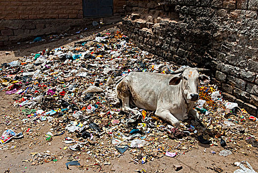 母牛,躺着,垃圾,拉贾斯坦邦,印度,亚洲