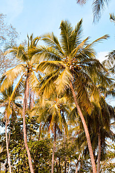 几个,棕榈树,蓝天