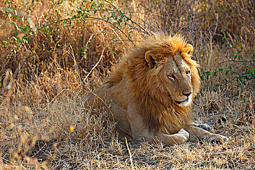 非洲狮,狮子,雄性,休息,保护色,干草,塞伦盖蒂国家公园,坦桑尼亚,非洲