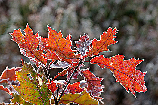 红栎,叶子
