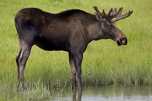俘获,幼兽,驼鹿,鹿角,站立,踝部,水塘,阿拉斯加野生动物保护中心,阿拉斯加