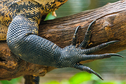 爪,巨蜥,巨蜥属,新加坡动物园,新加坡,亚洲