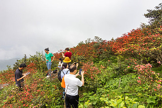 广西昭平县仙殿顶旅游景区,五一,映山红花开迎客来