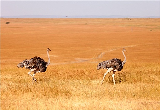 雌性,鸵鸟,安伯塞利国家公园,公园,肯尼亚