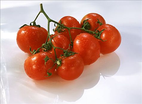 西红柿茎,水滴