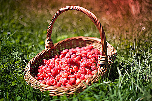 篮子,树莓