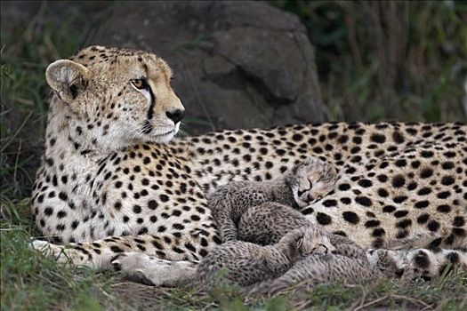 印度豹,猎豹,母兽,五个,白天,老,幼兽,鸟窝,马赛马拉,自然保护区,肯尼亚